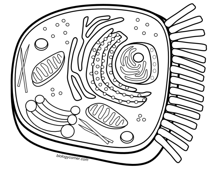 Animal cell parts coloring page