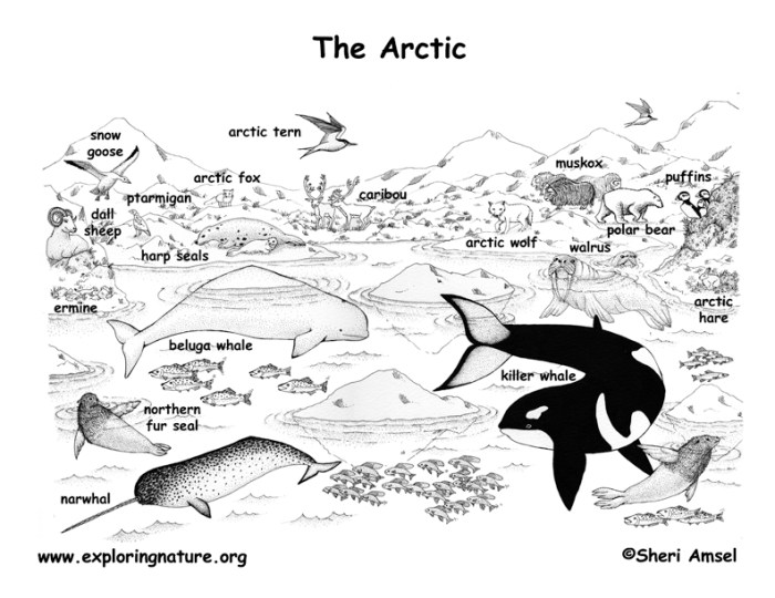 Coloring pages artic animals reading