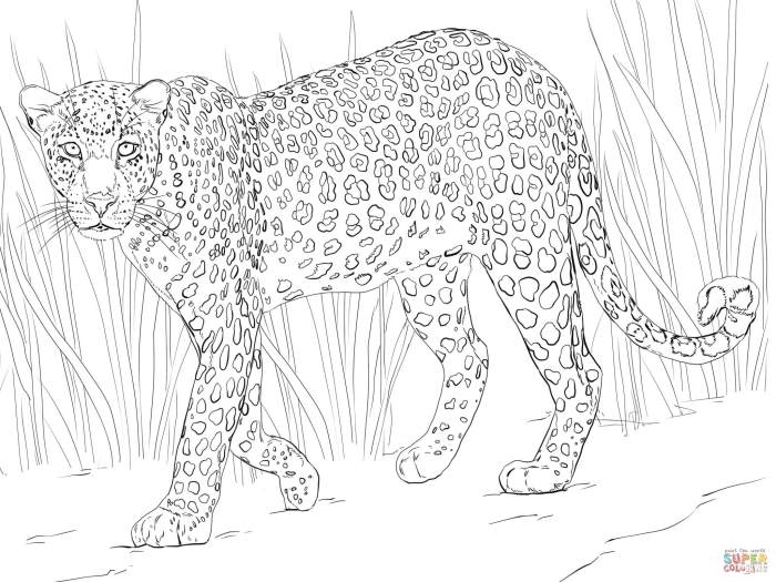 African animals coloring pages printable