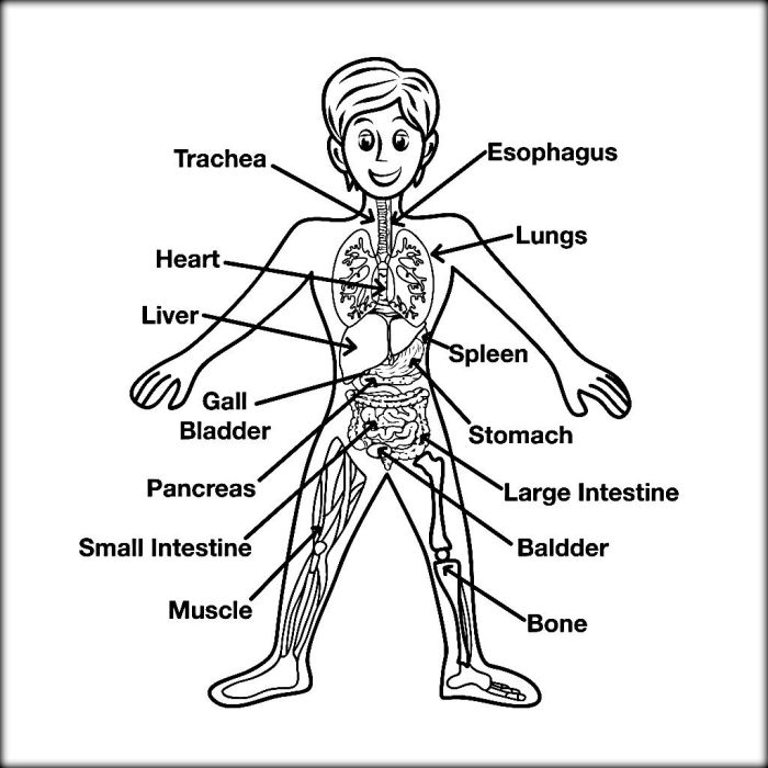 Anatomy coloring book kapit