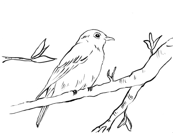 Animated blue bird coloring page