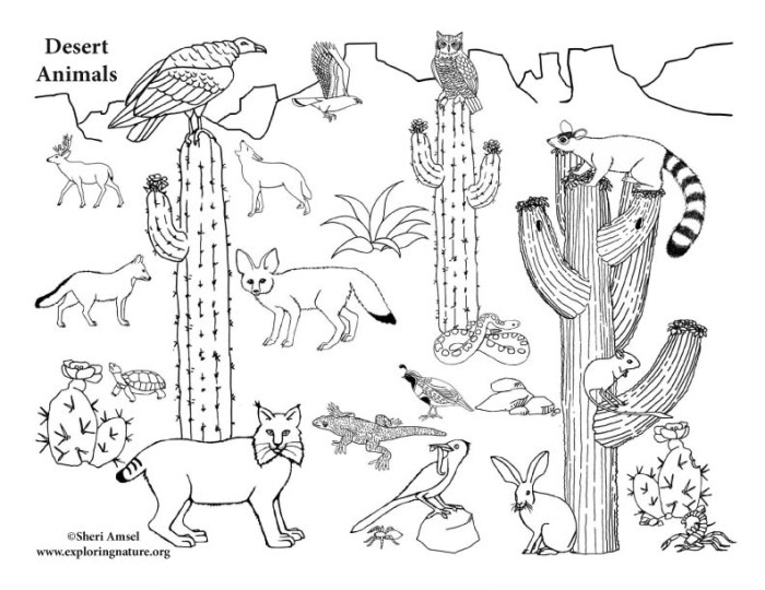 Desert animals and plants coloring pages