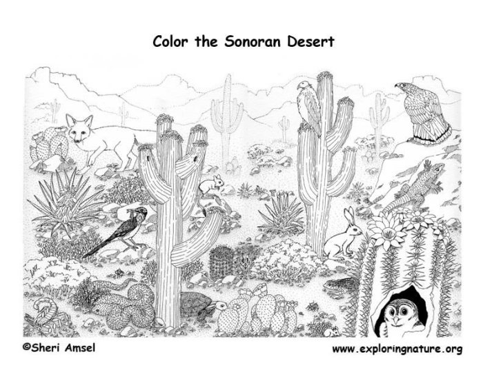 Desert animals and plants coloring pages