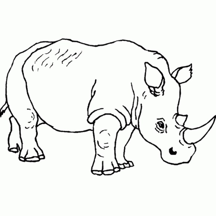 Printable safari animals coloring pages