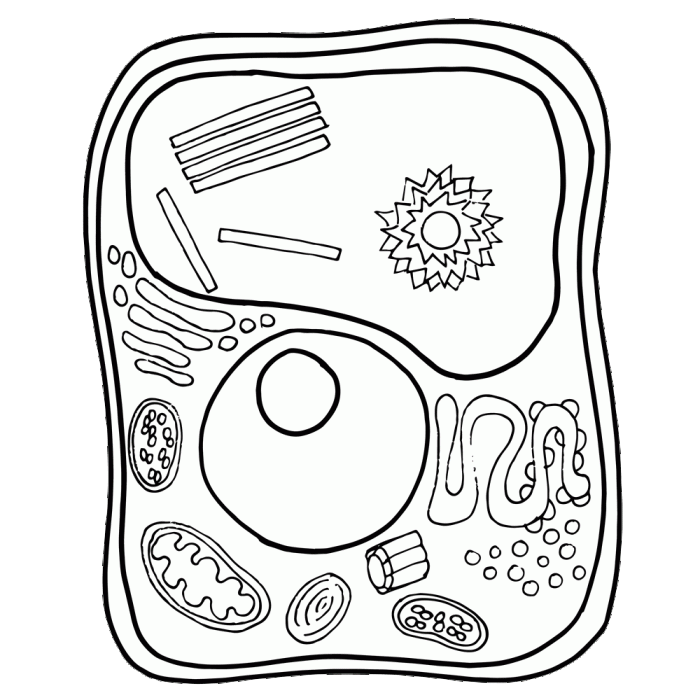 Animal cell parts coloring page